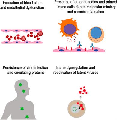 Hematological alterations associated with long COVID-19